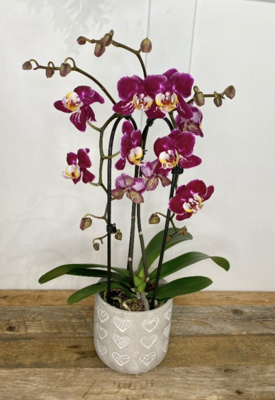 Stunning Phalaenopis Orchid - A gorgeously sophisticated cascading orchid plant styled in a beautiful heart ceramic pot. Carefully selected by our fully trained florists, wrapped in cellophane and presented with a bow. Delivered by your local florist in Bury St Edmunds, Susettes Flowers.

Same day delivery available in Bury St Edmunds and surrounding villages. 

Susettes Flowers in Bury St Edmunds

 

 

Please note that due to the seasonal availability of flowers it may be necessary to vary individual stems from those shown. Our skilled florists may substitute flowers for one similar in style, quality and value. Where our designs include a sundry item like a vase or basket it may not always be possible to include the exact item as displayed. If such an occasion arises we will make every effort to replace the item with a suitable alternative.