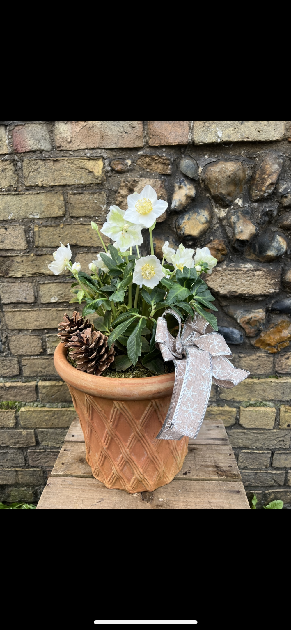 Hellebore planter